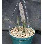 Oeceoclades maculata x decaryana 8-inch pots