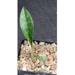 Oeceoclades maculata 5-inch pots