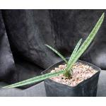 Oeceoclades decaryana one-gallon pots