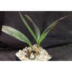 Oeceoclades maculata x decaryana one-gallon pots