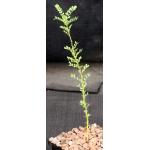 Olneya tesota 5-inch pots