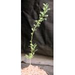 Olneya tesota one-gallon pots
