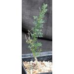 Olneya tesota 5-inch pots