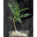 Operculicarya pachypus 3-inch pots