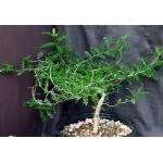 Operculicarya decaryi 2-gallon pots