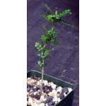 Operculicarya decaryi 4-inch pots