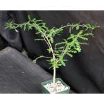Operculicarya decaryi 4-inch pots