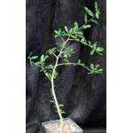 Operculicarya decaryi 5-inch pots