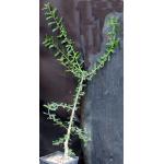 Operculicarya decaryi one-gallon pots
