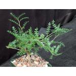 Operculicarya pachypus 4-inch pots Operculicarya pachypus 4-inch pots