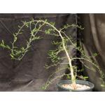 Operculicarya decaryi 2-gallon pots