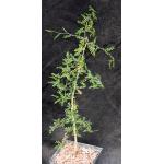 Operculicarya decaryi 5-inch pots