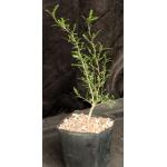 Operculicarya decaryi one-gallon pots