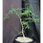 Operculicarya decaryi 2-gallon pots