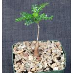 Operculicarya decaryi  5-inch pots