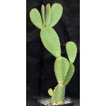 Opuntia rufida one-gallon pots