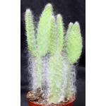 Opuntia orbiculata cv Snow 5-inch pots