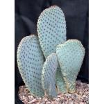 Opuntia basilaris var. basilaris 3-gallon pots