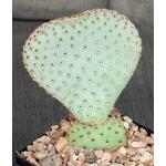 Opuntia basilaris var. basilaris 5-inch pots
