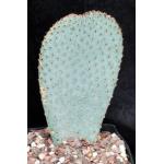 Opuntia basilaris var. basilaris one-gallon pots