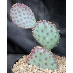 Opuntia basilaris x santa-rita 8-inch pots