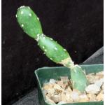 Opuntia canterae var. elata 4-inch pots