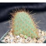 Opuntia echios 5-inch pots