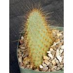 Opuntia echios 5-inch pots