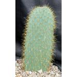 Opuntia echios one-gallon pots