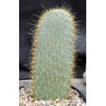 Opuntia echios one-gallon pots