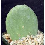 Opuntia ellisana 5-inch pots