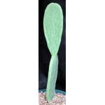 Opuntia ficus-indica 8-inch pots