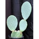 Opuntia ficus-indica 5-gallon pots