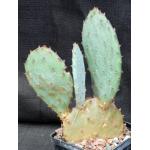 Opuntia gosseliniana 5-inch pots