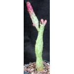 Opuntia monacantha cv Josephs Coat 5-inch pots