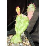 Opuntia monacantha (variegate) 5-inch pots