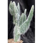 Opuntia orbiculata cv Snow 2-gallon pots