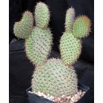 Opuntia pycnantha one-gallon pots