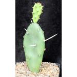 Opuntia quimilo one-gallon pots