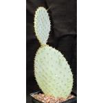 Opuntia santa-rita one-gallon pots
