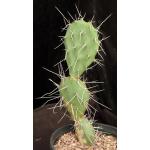 Opuntia sulphurea 2-gallon pots
