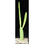 Opuntia vulgaris cv 'Sunburst' 5-inch pots