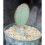 Opuntia basilaris x santa-rita 8-inch pots