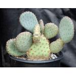 Opuntia basilaris x santa-rita 2-gallon pots