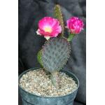 Opuntia basilaris x santa-rita 8-inch pots