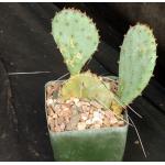 Opuntia gosseliniana 4-inch pots