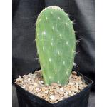 Opuntia megasperma 5-inch pots