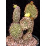 Opuntia pycnantha 3-gallon pots