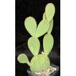 Opuntia rufida 5-inch pots