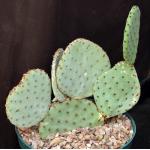 Opuntia rufida 8-inch pots